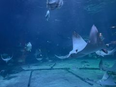 -烟台海昌鲸鲨海洋公园