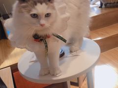 -啵啵喵·猫咖(攀华国际店)