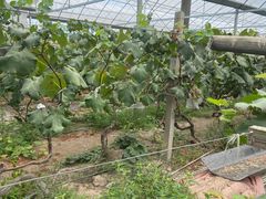 -马陆小张葡萄园农家乐