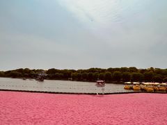 -上海鲜花港