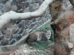 -青藏高原野生动物园