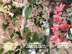 -海棠花溪(元大都城垣遗址公园)