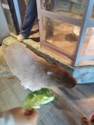 -未来动物城主题公园(正弘城店)