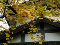 -三只耳火锅(宽窄巷子店)