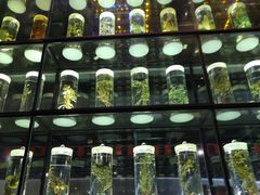 -广东中医药博物馆