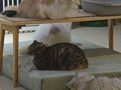 -平行世界·猫咖(首经贸店)