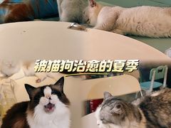 -怪兽屋·羊驼·猫咖·狗咖(俊华广场店)