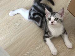 -Bastet sally猫舍购宠(静安店)