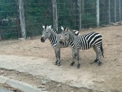 -清迈夜间动物园