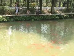 -合肥滨湖国家森林公园