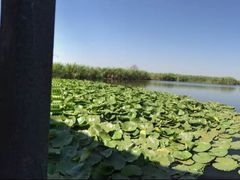 -五甲塘生态湿地公园