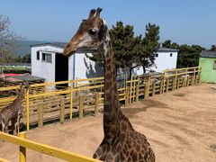 -西霞口神雕山野生动物世界