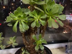 -陆壹捌餐厅(五大道店)