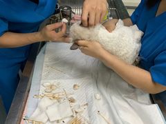 -奈斯宠物医院·核磁CT·异宠专科·内镜(中南店)