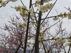 -香雪海