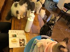 -李小姐の猫咖啡馆(五角场店)