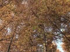 -白鹭湾湿地公园