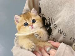 -欣宠猫屋·矮脚拿破仑·蓝金金渐层