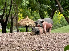 -北京野生动物园