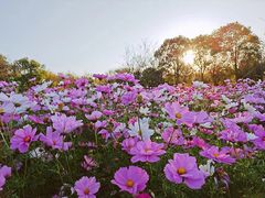-花开海上生态园