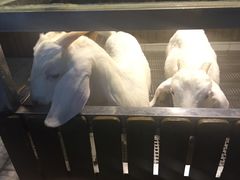 -上海大自然野生昆虫馆