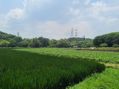 -八卦田遗址公园