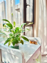 -涌泉妈咪树通乳·产后恢复