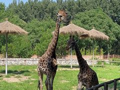 -北京野生动物园