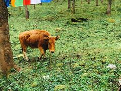 -硗碛藏寨·神木垒景区