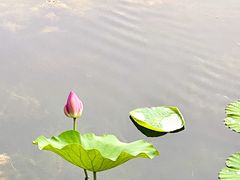 -望湖公园
