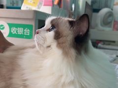 -乐琪宠物医院·犬猫专科·骨外科·急重症