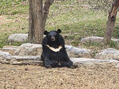 -北京野生动物园