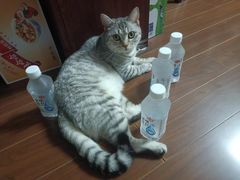 -艾贝尔宠物医院 ·内科全科(梁溪路店)