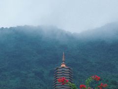 -深圳仙湖植物园