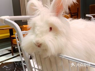 这家店的兔子也太可爱了吧！