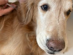 -瑞派福兴宠物医院犬猫全科·骨科·中西医结合(河东店)