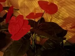 -紫莲花足道(柯桥古镇店)