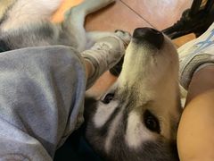 -more than meow吴止猫主题餐厅(承德 中船汇店)