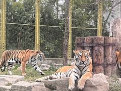 -上海野生动物园