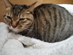 -滚猫咖啡·猫咖·猫友好撸猫(未来城店)