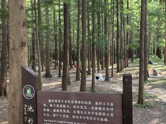 -日照海滨国家森林公园