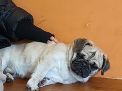 -喜柴咖啡·柴犬狗咖