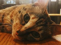 -猫的天空之城概念书店(杭州南宋御街店)