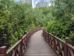 -大亚湾红树林城市湿地公园