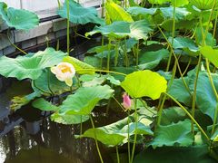 -莲花池公园