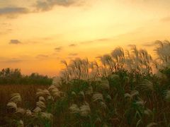 -苏州太湖湖滨国家湿地公园