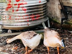 -楠溪江风景名胜区