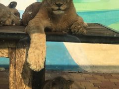 -大连森林动物园