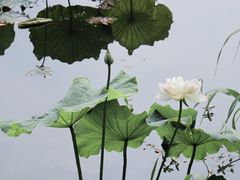 -荷塘月色湿地公园·向阳花洲