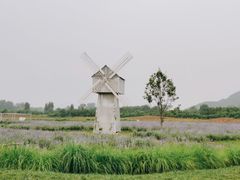 -北京东方普罗旺斯薰衣草庄园